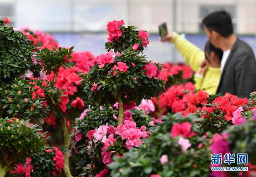 福建永福 花卉产业助增收