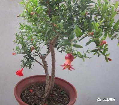 云上书院30种花卉培育及花语大全二