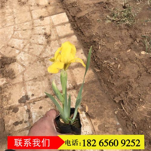 德国鸢尾种植基地青州宿根花卉培育黄花鸢尾小苗价格