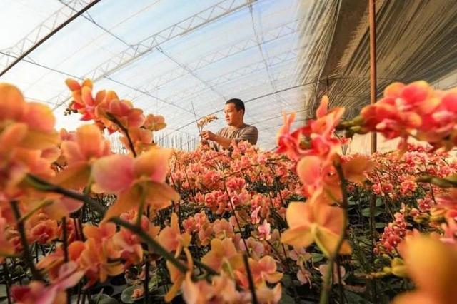 近年来,河北省滦南县积极引导农民发展花卉种植产业,培育壮大"美丽