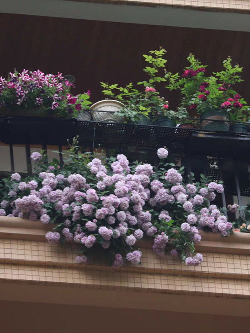 藤本植物 蓝色阴雨 小阳台也能养成花瀑布,常年有花赏