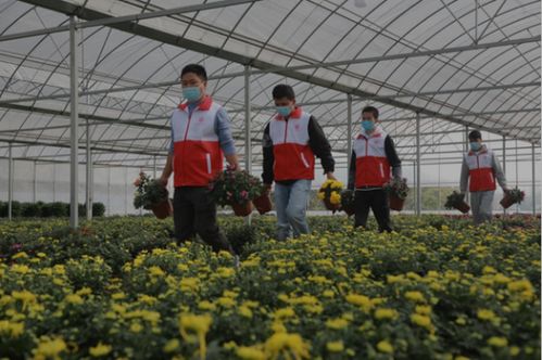 濉溪四铺第二届菊花文化节圆满落幕