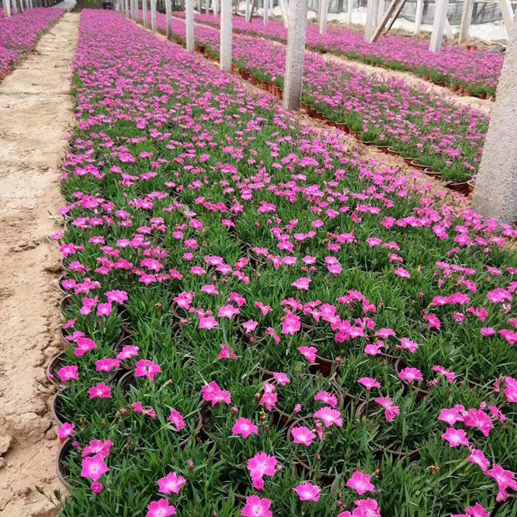 山西欧石竹 花箱花卉 欧石竹小苗培育 兴东花卉