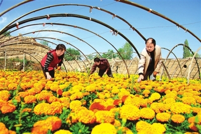 甘肃:张掖市甘州区新墩镇积极培育发展花卉产业