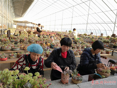 年销售多肉植物数百万盆 青岛这个花卉市场了不得