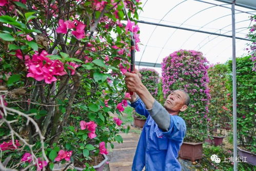 拥有3000多个菊花品种的松江企业,培育16万盆菊花走进花博会