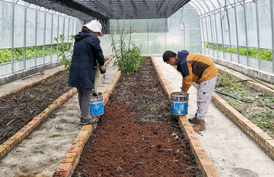 达古冰川管理局扎实推进高山花卉培育工作