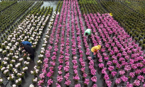 社会 百里杜鹃 花卉产业开出 花样经济